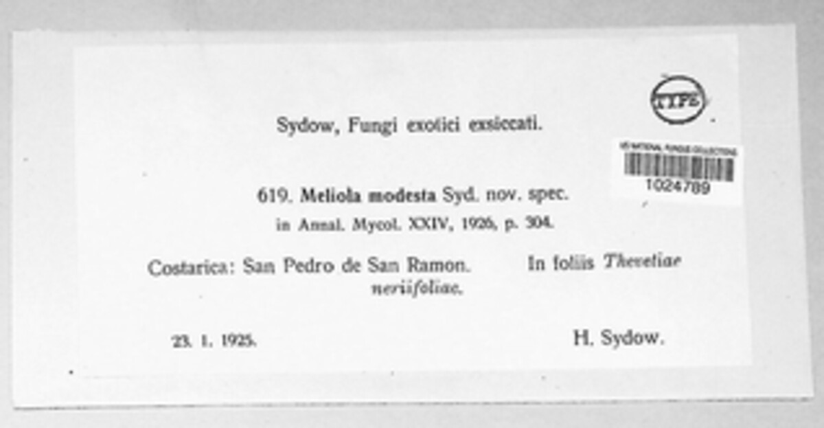 Meliola modesta image